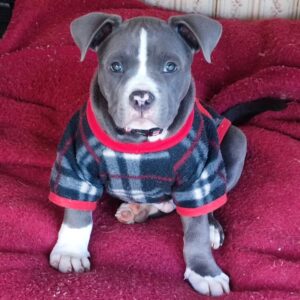 Male Pitbull For Sale - 9 weeks