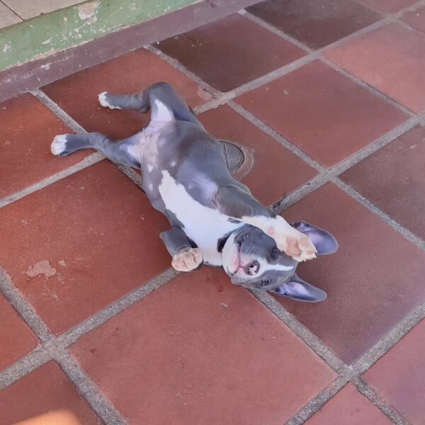 Male Pitbull For Sale - 9 weeks - Image 3