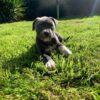 Female American Pitbull