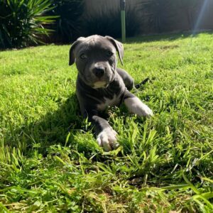 Female American Pitbull
