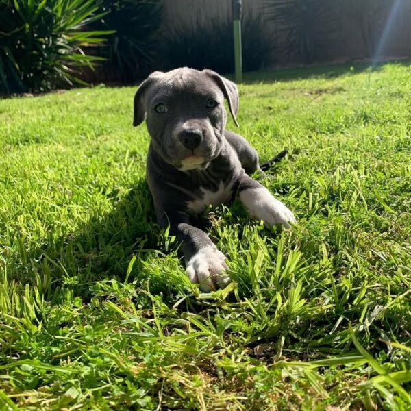 Female American Pitbull