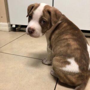 American Pitbull -10 Weeks old
