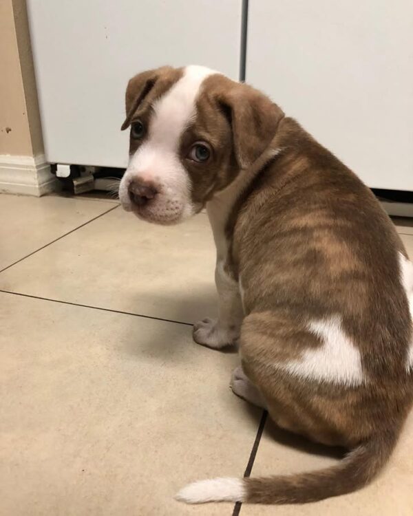 American Pitbull -10 Weeks old