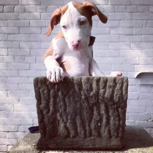 American Pitbull - 11 Weeks