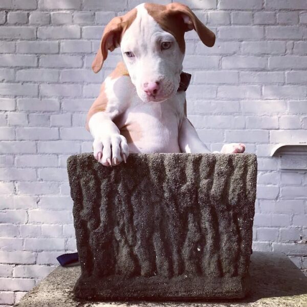 American Pitbull - 11 Weeks