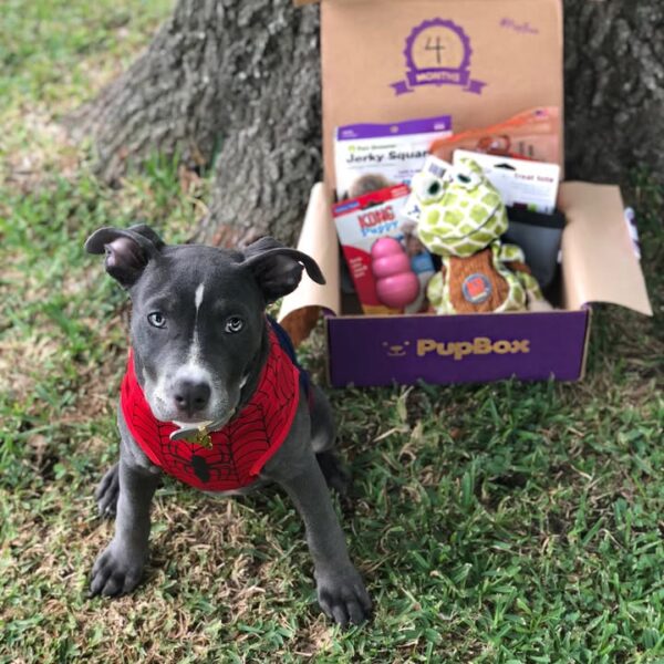 Female American Pitbull Terrier - Image 3