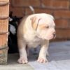 Female puppy - American Pitbull