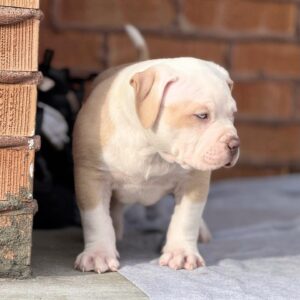 Female puppy - American Pitbull