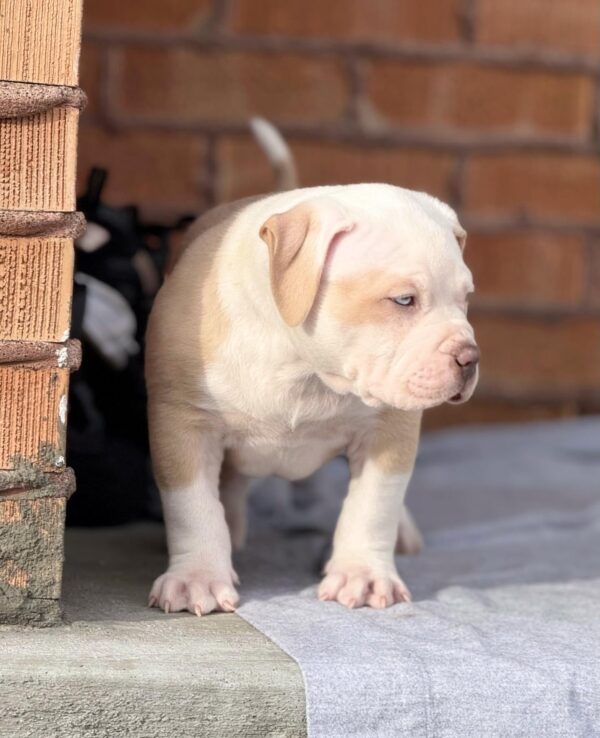 Female puppy - American Pitbull