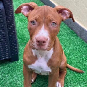 12 Weeks American Pitbull- Male