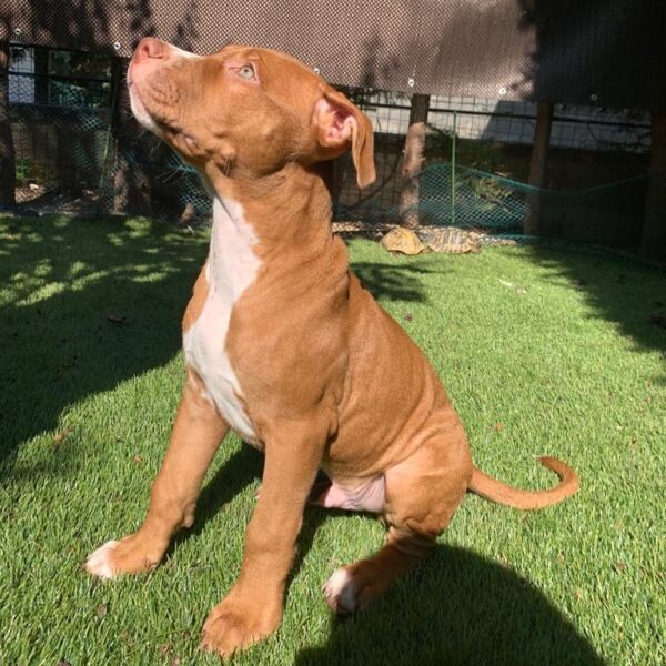 12 Weeks American Pitbull- Male - Image 2
