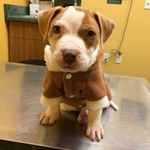 Female - American Pitbull Terrier