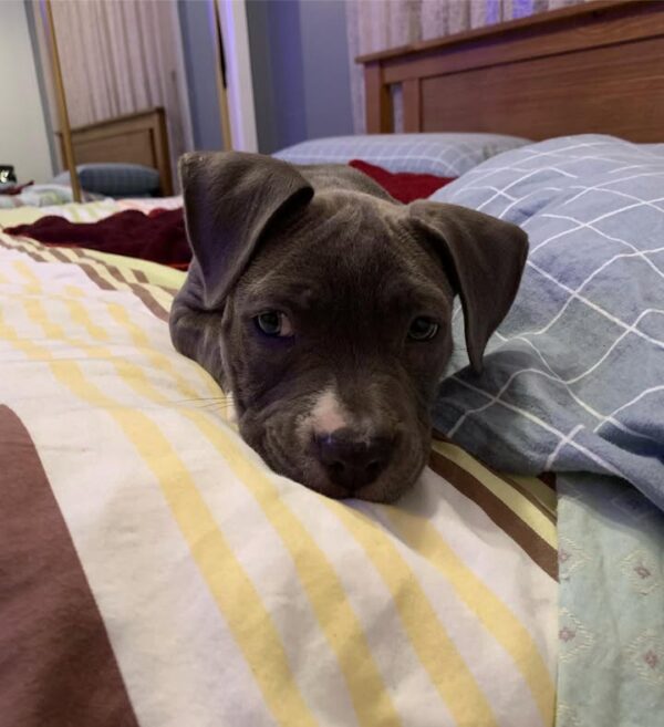 Female American Pitbull - Image 3