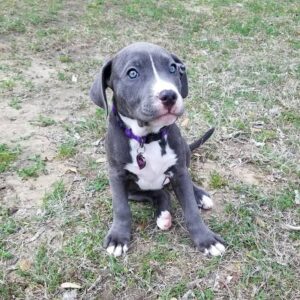 Female 10 Weeks American Pitbull