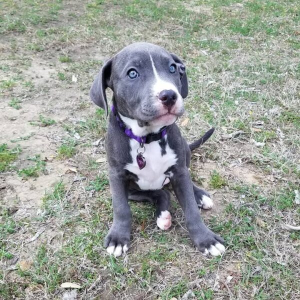 Female 10 Weeks American Pitbull