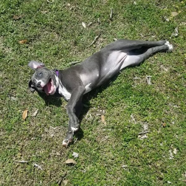 Female 10 Weeks American Pitbull - Image 2