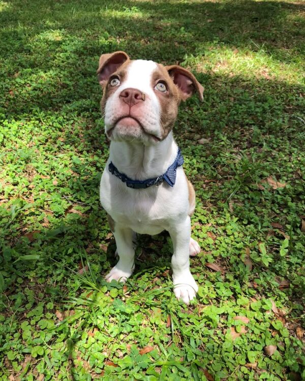 American Pitbull -10 Weeks old - Image 2