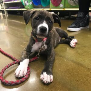 Female American Pitbull