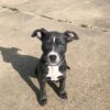 Female American Pitbull Terrier