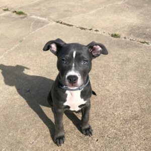 Female American Pitbull Terrier