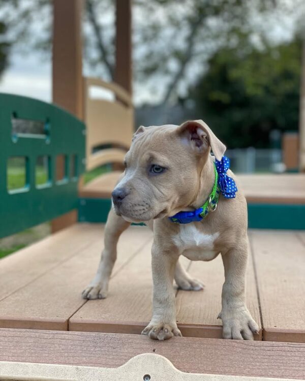 Bella - American Pitbull - Image 2