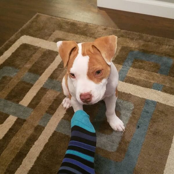 Female - American Pitbull Terrier - Image 2