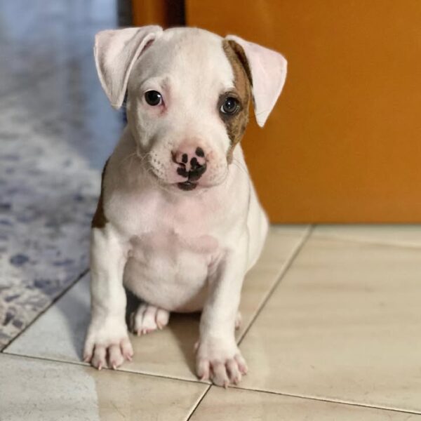 Female - American Pitbull Terrier - Image 3