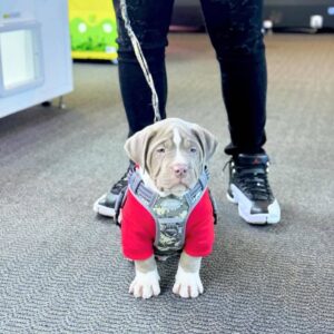Male - American Pitbull