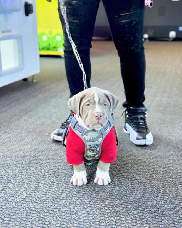 Male - American Pitbull