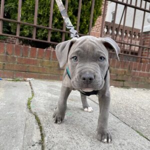 9 Weeks male American Pitbull