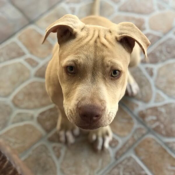 American Pitbull Puppy - Image 3