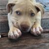 American Pitbull Puppy