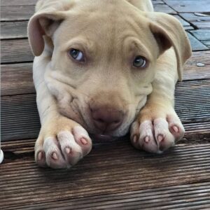 American Pitbull Puppy