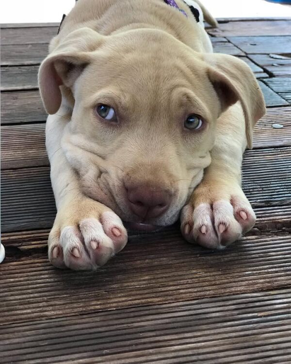 American Pitbull Puppy
