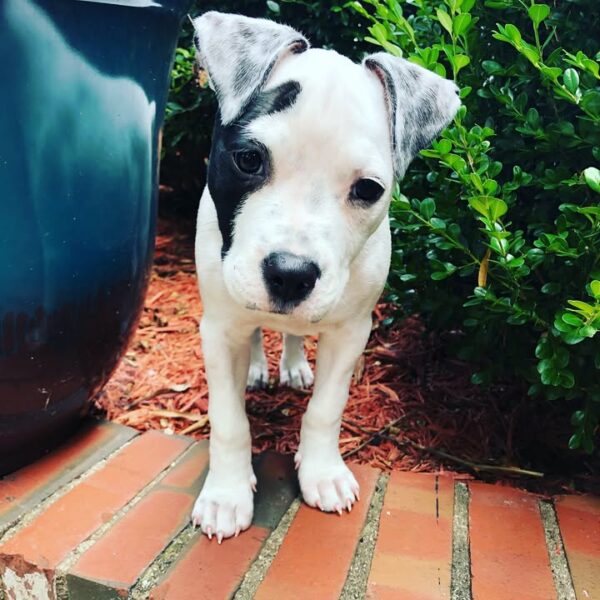 Female American Pitbull Terrier - Image 2