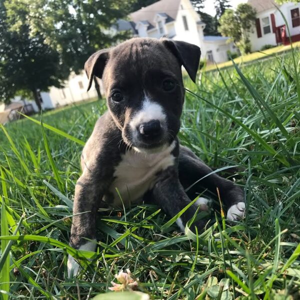 Female American Pitbull - Image 2
