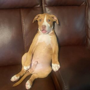 Male American Pitbull Terrier