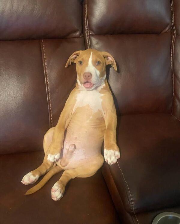 Male American Pitbull Terrier