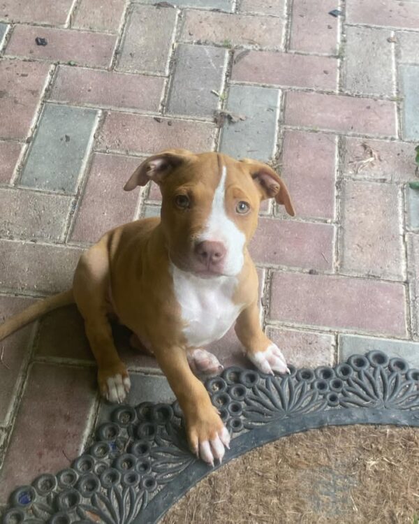 Male American Pitbull Terrier - Image 3