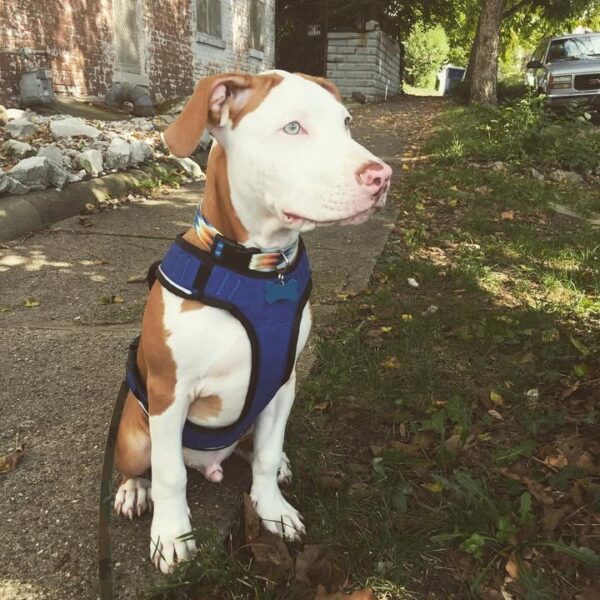 American Pitbull - 11 Weeks - Image 2