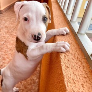 Female - American Pitbull Terrier