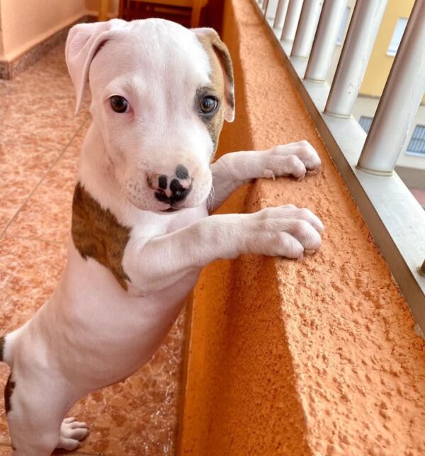 Female - American Pitbull Terrier