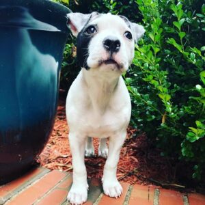 Female American Pitbull Terrier