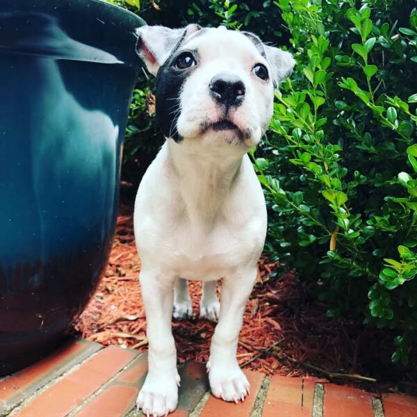 Female American Pitbull Terrier