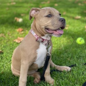 Bella - American Pitbull