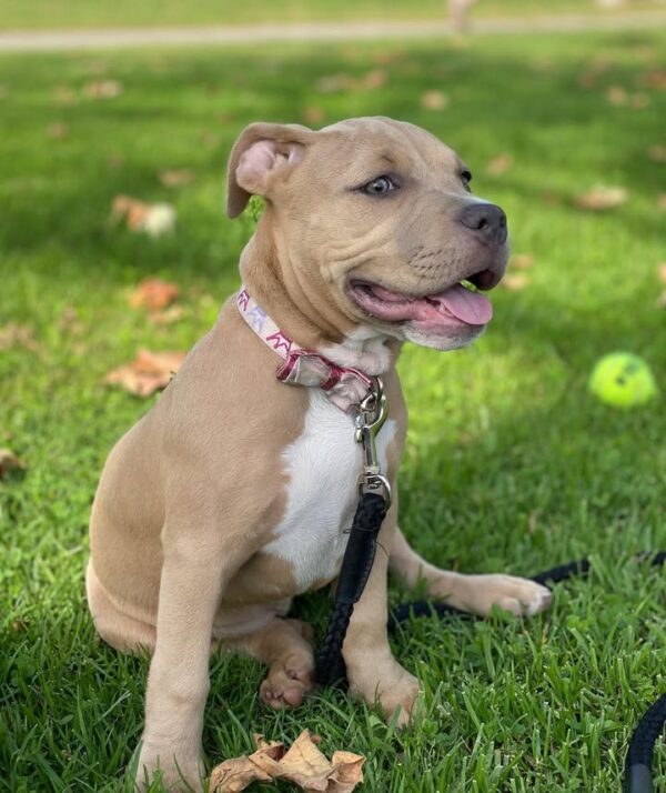 Bella - American Pitbull