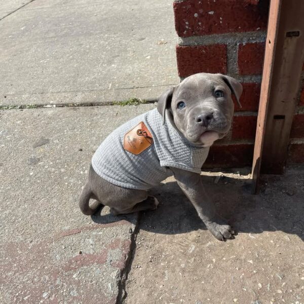9 Weeks male American Pitbull - Image 3