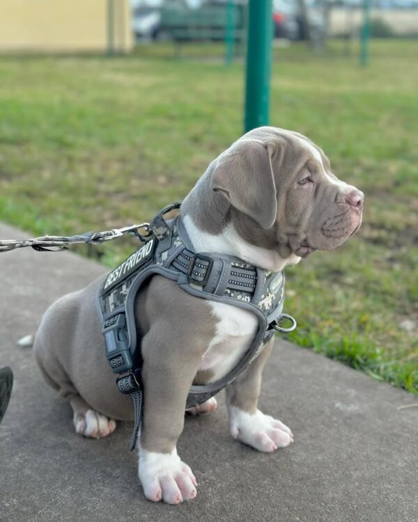 Male - American Pitbull - Image 3