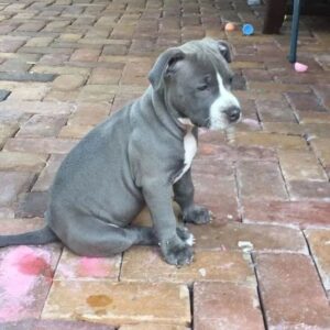 Male - American Pitbull Terrier