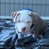 American Pitbull
